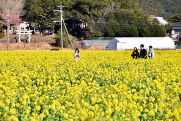 一足早く「春」感じて！　鴨川に黄色い花じゅうたん　「菜な畑ロード」オープン