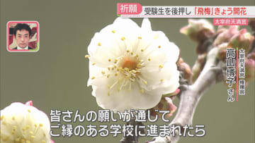        太宰府天満宮のご神木『飛梅』開花　「願いは咲く」受験生を後押しするかのよう　福岡      