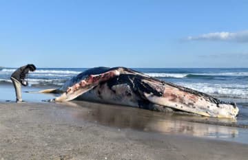 南房総の海岸にクジラ漂着　体長11メートル、ザトウクジラか