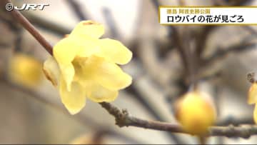         可憐な花と甘い香り　阿波史跡公園でロウバイの花が見ごろ【徳島】      