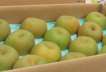 梨花粉「花摘み隊」ボランティア急募　産地の市川市、苦境の農家支援　中国の梨花粉輸入停止で人手不足