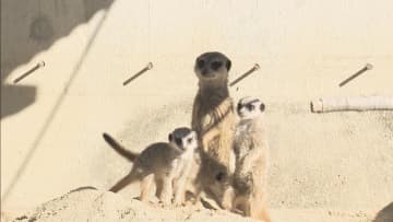         愛くるしい姿に…　ミーアキャットの“赤ちゃん”人気　愛知・岡崎市      