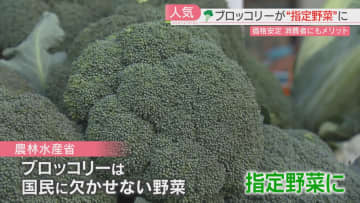         料理しやすく幅広い世代に人気　ブロッコリーが国民に欠かせない「指定野菜」に　福岡では      