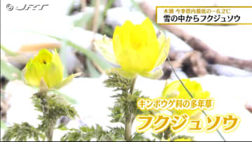         今シーズンの県内最低気温を更新した那賀町木頭で雪の中から春を告げる“フクジュソウ”の花【徳島】      