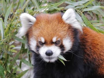         レッサーパンダ「ガオガオ」一般公開が決定　引っ越し後の経過順調　豊橋総合動植物公園      