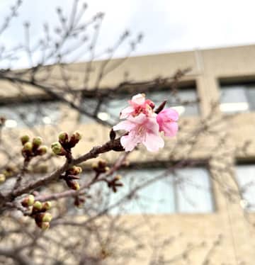 鋸南に春の訪れ　早咲き「頼朝桜」開花　4月まで“桜のリレー”