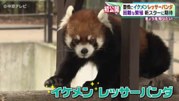         繁殖に期待！イケメンレッサーパンダ「ガオガオ」お披露目　愛知・豊橋総合動植物公園のんほいパーク      