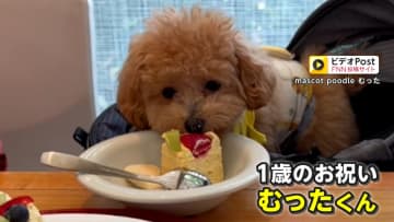 トイプードル“初めての水泳”に飼い主パニック「たぶん水を認識してない」　ふわふわの毛がぬれて“別犬”に