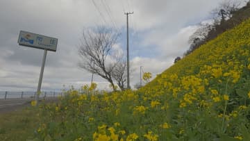         春の到来まであと少し…双海町で“菜の花”と“スイセン”が満開【愛媛】      