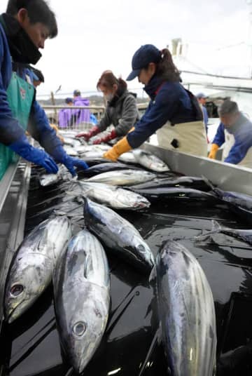 春告げる初ガツオ、勝浦に一番船　31トン水揚げ