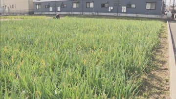         あいちの伝統野菜「法性寺ネギ」の出荷最盛期　寒いと甘味増すのが特徴　愛知・岡崎市      