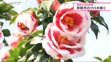         椿自然園で早咲きのツバキが美しい花を咲かせ、約700種類のツバキ3000本余りが楽しめる【徳島】      