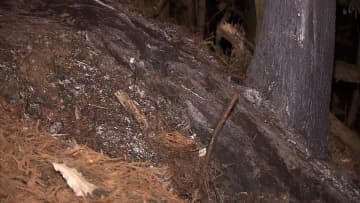 焼けた車の中から男性遺体　千葉・大多喜町の山中