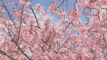         春の訪れ　約150本の河津桜が見ごろ　例年より2週間ほど早く見ごろを迎える　三重・熊野市      
