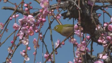         宇和島市の南楽園 春の訪れ告げる梅の花が見ごろ 3月3日まで梅まつり開催【愛媛】      