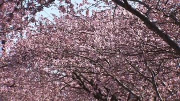 ポカポカ列島で桜まつりと行列は笑顔も…ワカサギ釣りは営業できず　来週は東京都心20度超予想