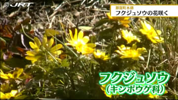         四国放送の「けんみんBOX」に春を告げるフクジュソウの花の便り　那賀町木頭地区から届く【徳島】      
