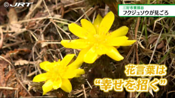         春の訪れを告げるフクジュソウが見頃　三好市東祖谷の中上地区【徳島】      