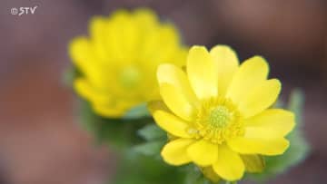         縁起のいい植物「福寿草」などの展示会  北海道札幌市      
