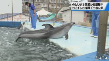         石川県　のとじま水族館のカマイルカ　福井県の水族館で一般公開　ゴマフアザラシやウミガメも健康      