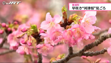         勝浦町で早咲きの桜「河津桜」が見ごろ　近くの和菓子店経営者が約30年前に静岡から取り寄せ植える【徳島】      