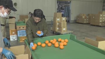        タイの富裕層向けに輸出　みかんの輸出検査　日本の3倍ほどの値段で販売　三重・御浜町      
