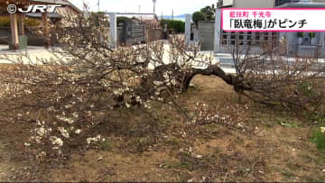         藍住町の千光寺の「臥竜梅」　徳島藩主の蜂須賀家がこよなく愛した「臥竜梅」に危機が【徳島】      