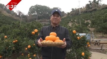         かんきつのトロ！せとかを作って20年…手間暇惜しまぬ農家と“3つの太陽”が育てる愛媛の高級ミカン      
