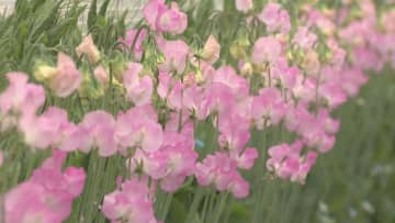         花言葉は「門出」｢思い出｣　スイートピーの出荷最盛期　三重・御浜町      