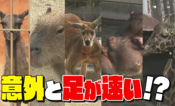         のんびりしているだけじゃない！？とべZOO飼育員が厳選「意外と足が速い」動物ランキング      