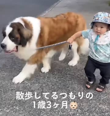 TikTokで注目される赤ちゃんに翻弄されるワンちゃんたち…実際の彼らの距離感は？　飼い主さんたちに聞いた