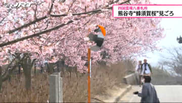         四国霊場八番札所熊谷寺では早咲きで知られる蜂須賀桜が見ごろ【徳島】      