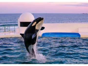 閉館後の水族館を堪能！鴨川シーワールド「レディースナイトプラン」4月の土・日曜限定で開催