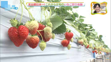         【特集】新潟市が支出額で全国１位の「イチゴ」　バリエーションは色々　団子からイチゴの酒まで　新潟のイチゴの楽しみ方　      