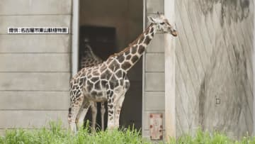         首にハートマーク 　人気のキリン「マオ」天国へ　名古屋・東山動植物園      