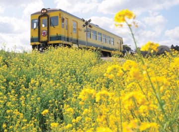 いすみ鉄道、列車も沿線も春色