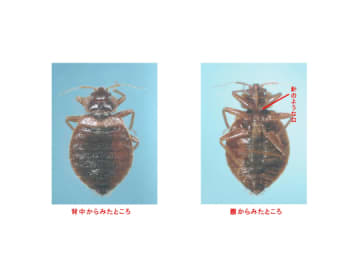 絶対にもらいたくないトコジラミ！ 宿泊施設の南京虫出没情報を地図で確認しよう／万が一かまれると生き地獄のようなかゆみに襲われるぞ【やじうまの杜】