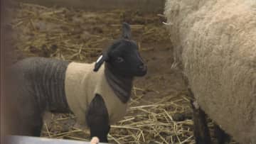         「牧歌の里」でベビーラッシュ　羊やジャージー牛の赤ちゃんすくすく育つ　岐阜・郡上市      