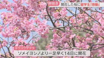         早咲きのヨウコウザクラは見頃　ソメイヨシノの開花はそろそろ？　福岡の標本木は？　幻の天守閣のライトアップも      