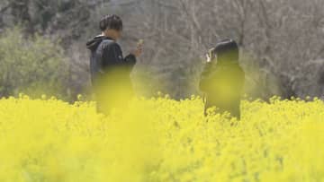         大洲市の河川敷で菜の花畑が満開 “黄色いじゅうたん”で春を満喫【愛媛】      