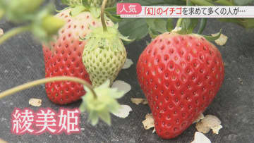         「食べたことない」生産者は世界で1人だけ　知る人ぞ知る“幻のイチゴ”綾美姫（あやみひめ）とは　福岡      