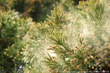 花粉症と風邪、判断に迷いがちだが…　「目に症状」医師が教える方法でバッチリ解決