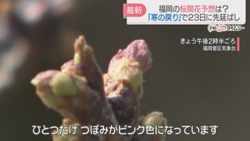         福岡のソメイヨシノの標本木は　日本気象協会は桜の開花予想日を20日→23日に先延ばし　寒の戻りが影響      