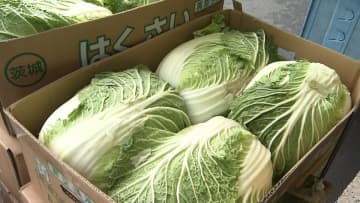 ハクサイは5割高…野菜価格軒並みアップ　1月暖冬＆2月寒さで出荷量減