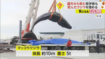 漁港で死んだクジラの埋め立て作業　重さ5トンの死骸をクレーンでつり上げ　遠方からの見学者も　福島・浪江町