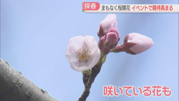         開花目前！桜の名所は今　「独自発表」の北九州市は　秋月では5年ぶり「春まつり」　受験生も笑顔の花　福岡      