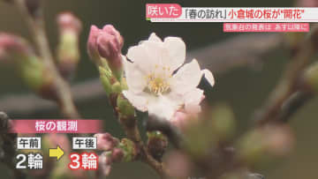         福岡市の桜の標本木は「3輪」開花まであと一歩　気象台のない北九州市は「独自」に開花を発表！　　      
