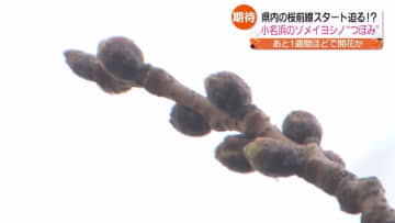         気になる桜の開花は？福島も春はもうすぐそこ！      