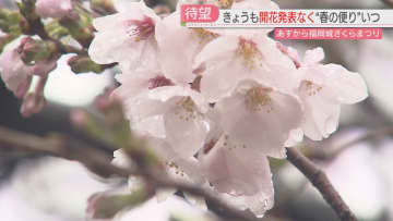        福岡は開花ならず　準備が進む福岡城さくらまつりの会場は　バーベキューは予約がほぼ埋まる　      