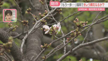         福岡の開花ならず　ソメイヨシノの標本木は4輪　開花は27日以降に持ち越し      